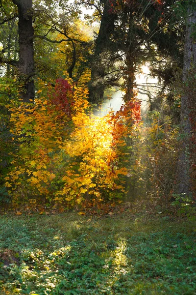 sun beams on a yellow bushes, morning forest nature
