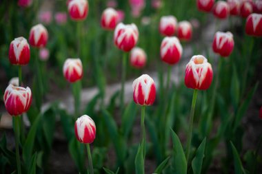 Bahar çiçekleri kırmızı ve beyaz laleler açık havada