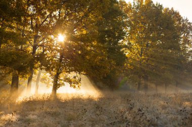 Güzel meşe ağaçları, park yeri manzarası.