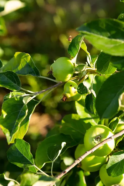 unhealthy apple fruits on the tree care and treatment of gardens