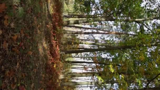Podzim Listí Strom Příroda Venku — Stock video
