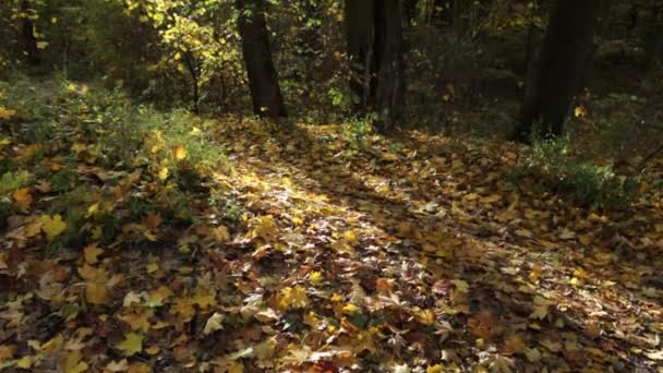 Cesta Zanechává Slunečnou Podzimní Přírodu — Stock video