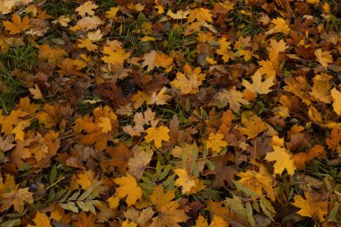 Düşen sonbahar sarı yapraklı doğa arkaplanı üst görünüm