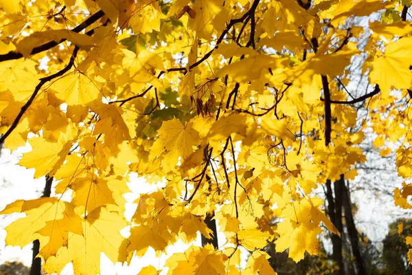 Χρυσαφένια Φύλλα Σφενδάμου Στα Δέντρα Στο Τοπίο Του Φθινοπώρου Πάρκου — Φωτογραφία Αρχείου