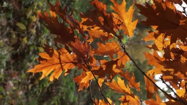 Herbst Sonnig Hellbraune Blätter Auf Zweig — Stockvideo