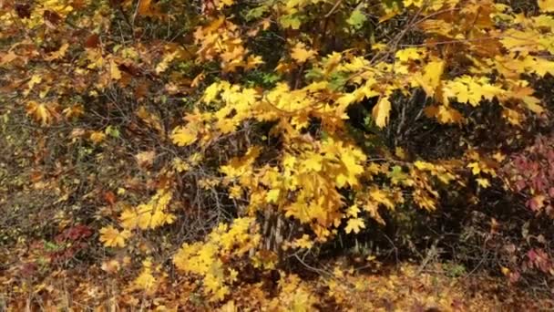 Close Árvore Com Folhas Amarelas Outono Parque Natural — Vídeo de Stock