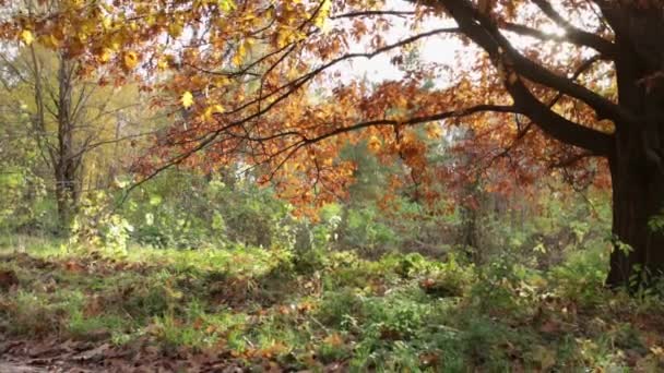 Paisagem Com Árvore Outono Luz Ensolarada Floresta Livre — Vídeo de Stock