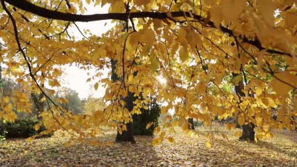 Žluté Listy Stromě Slunečné Počasí Městský Park — Stock video