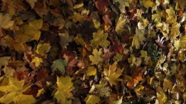 Ormanın güneşli ışığında sonbahar sarısı yapraklarını kapatın.