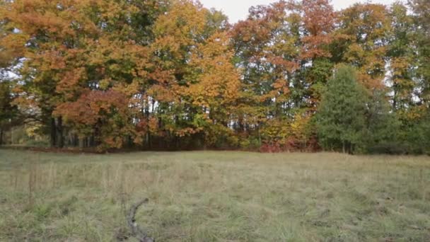 Podzimní Dubové Listy Stromové Přírodě Louce — Stock video