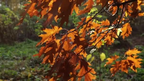 Осенью Солнечные Светлые Дубовые Листья Ветреную Погоду — стоковое видео