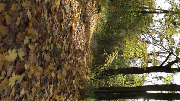 Feuilles Sur Route Dans Forêt Ensoleillée Automne — Video