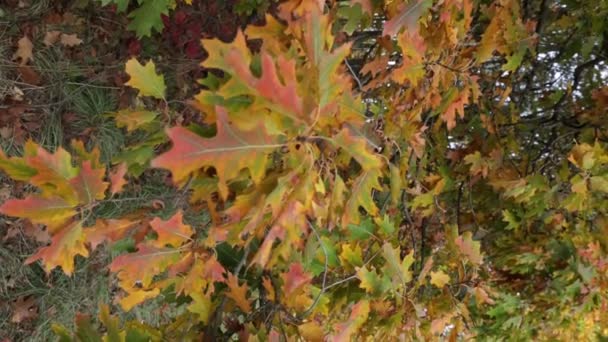 Červené Žluté Dubové Listy Stromě Příroda Vertikální — Stock video