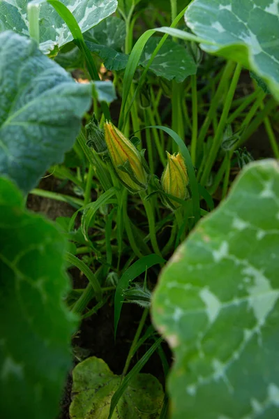 Sebze Bahçesinde Çiçekli Kabak Bitkisini Kapat — Stok fotoğraf