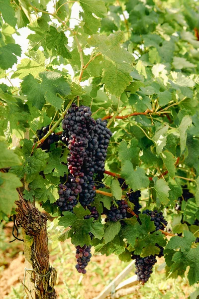 Ripe and fresh wine grapes growing, nature and food