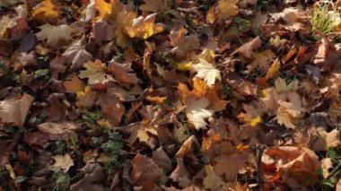 Sonbahar yaprakları üst görünüm güneşli doğa