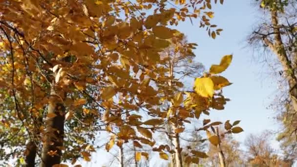 Sonbahar Sarı Ağaçları Güneşli Hava Gökyüzü — Stok video