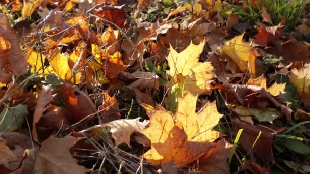 Folhas Outono Natureza Luz Ensolarada — Vídeo de Stock