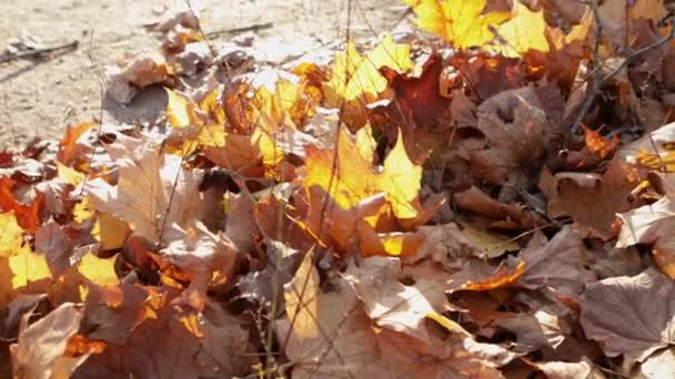 小径森林上的秋天树叶 — 图库视频影像