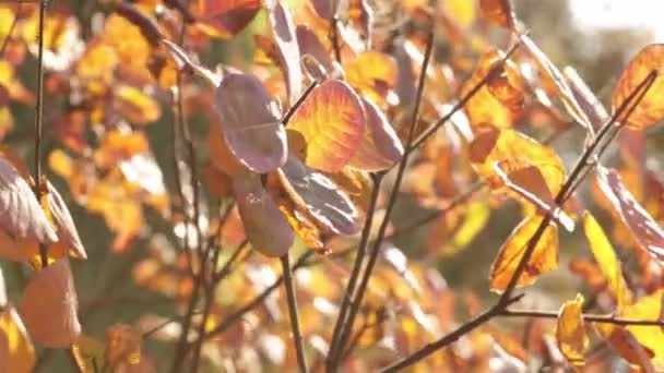 Krásné Podzimní Listí Keři Zavřít Větrné Počasí — Stock video