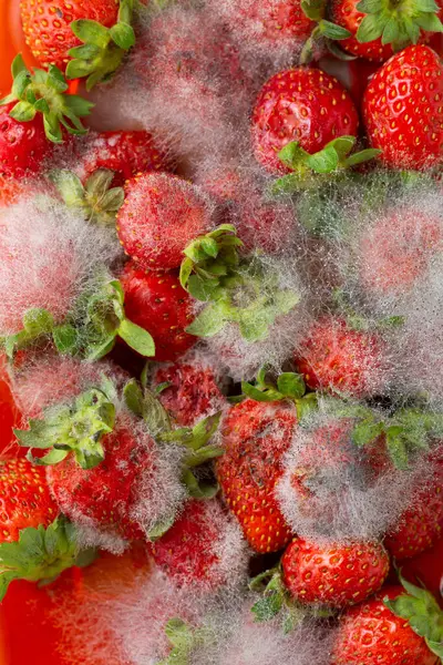 Mould Ripe Strawberry Death Fruits — Stock Photo, Image