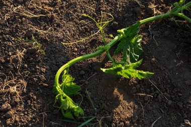 Genç balkabağı tarlada filizleniyor.