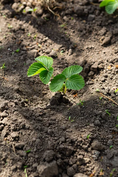 Молода Полунична Рослина Концепція Весни Органічне Вирощування Ягід — стокове фото