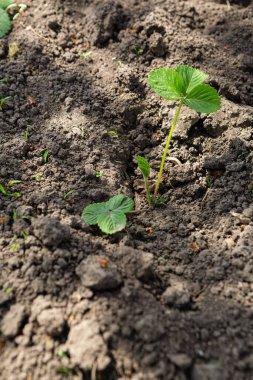 Genç çilek bitkisi bahar konsepti