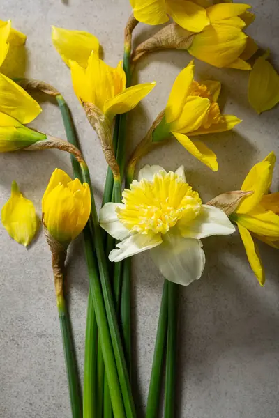 Vista Superior Flores Narcisas Primavera Amarilla Sobre Hormigón — Foto de Stock