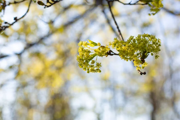 枫树上的春花自然是室外的 — 图库照片