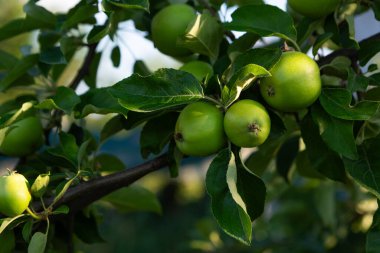 Bahçede yetişen yeşil elmalar