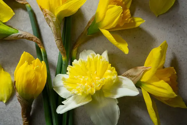 Bahar Tatili Konsepti Yukarıdan Gelen Sarı Beyaz Narsisli Çiçek — Stok fotoğraf