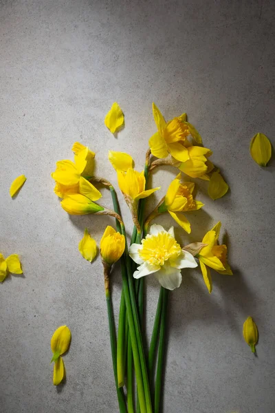 春的概念黄白相间的水仙花从上面复制的空间开出 — 图库照片