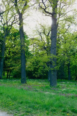 Çiçekler ve meşe ağaçları açan bahar doğası.