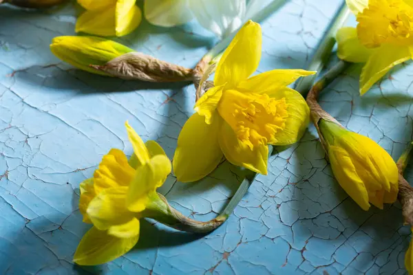 Tavaszi Fogalom Sárga Nárcisz Virág Kék Évjárat Felületén Stock Kép
