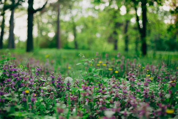 Tavaszi Természet Virágzó Vad Virágok Fák Jogdíjmentes Stock Képek