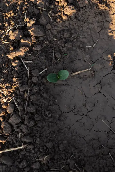 乾燥した地面の干ばつコンセプトでカボチャの芽 — ストック写真