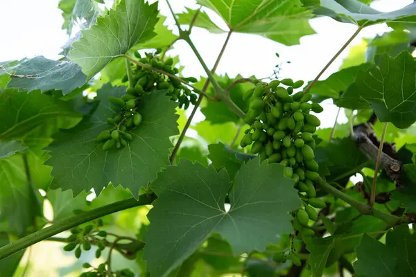Vindruvor Som Odlar Ekologiskt Hemodlat Livsmedel Stockbild