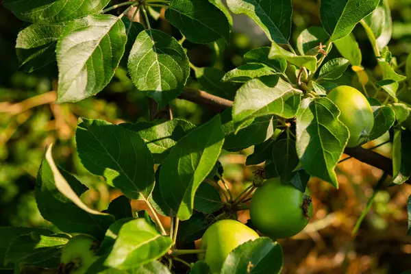 Зеленое Яблоко Растет Земле Органические Доморощенные Продукты Питания Лицензионные Стоковые Фото
