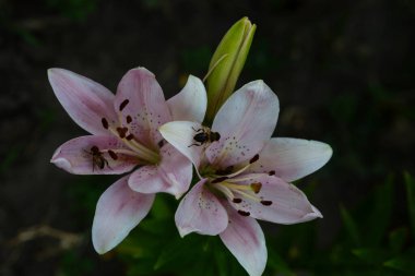 Bahçedeki çiçeklerin üzerinde oturan iki arı.