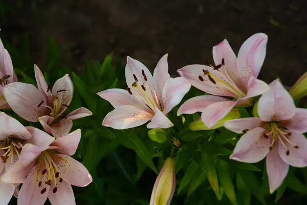 Pale Pink Lilies Growing Garden Royalty Free Stock Images