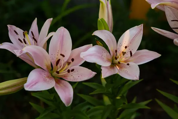 Χλωμό Ροζ Λίλιουμ Λουλούδι Που Αναπτύσσεται Στον Κήπο Πράσινο Φόντο Εικόνα Αρχείου