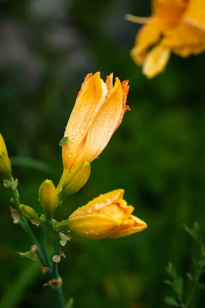 黄百合花蕾 有天然的露珠背景 图库图片