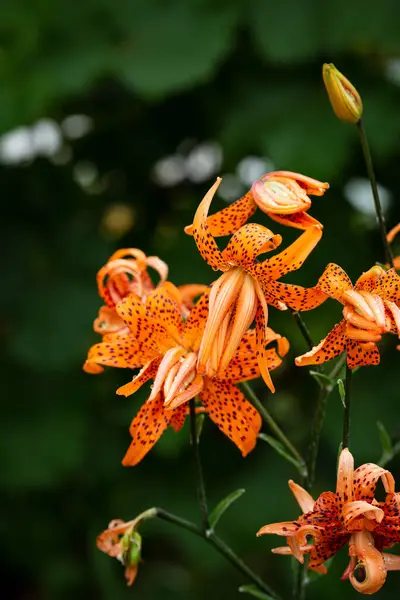 Bunga Lily Macan Oranye Pada Bunga Latar Belakang Hijau Stok Gambar