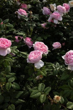 Damask gül çalısı tam çiçek, yakın plan