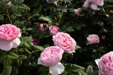 Şam gül çalısı tamamen çiçek açmış koyu yeşil arka planda