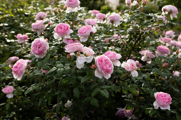 roses in a full bloom in the garden  green background.