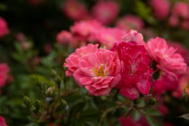 Küçük pembe güller çiçekleri kapatır