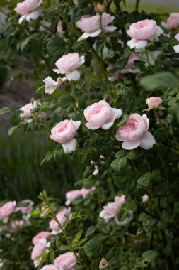 Bahçedeki güzel pembe güllerden oluşan bir çiçek bahçesi.