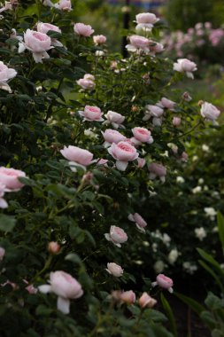 Yazın soluk pembe gül çiçeklerini kapatın.